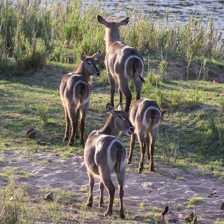 River House Lodge Malalane Eksteriør bilde