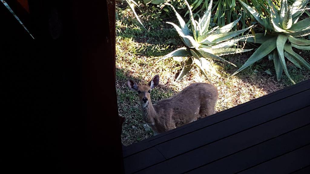 River House Lodge Malalane Eksteriør bilde